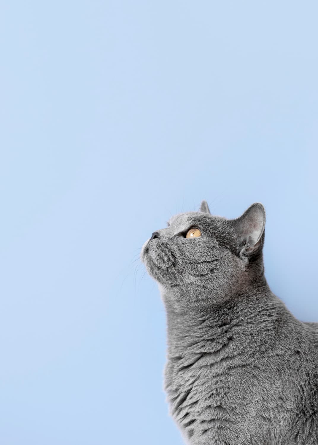 Kattenoppas controleert een kat tijdens een huisbezoek