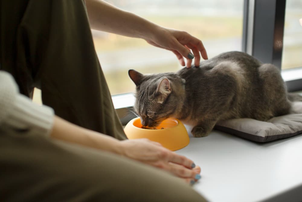 Kat die thuis wordt verzorgd door een kattenoppas in Amsterdam