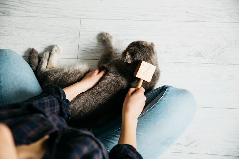 Dierenoppas die thuis de verzorgingsroutine van een kat bespreekt