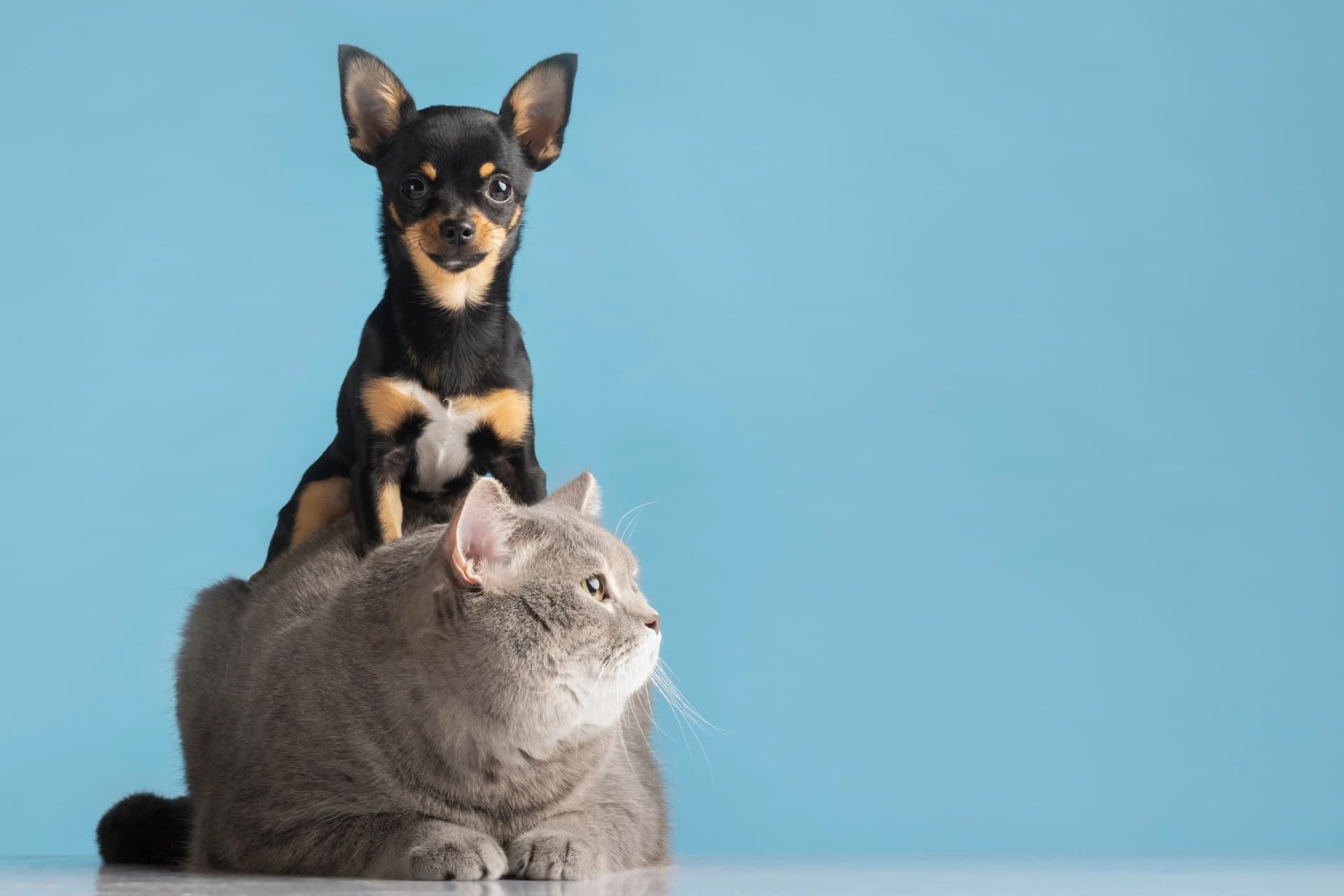 Dierenoppas maakt rustig kennis met een kat en hond