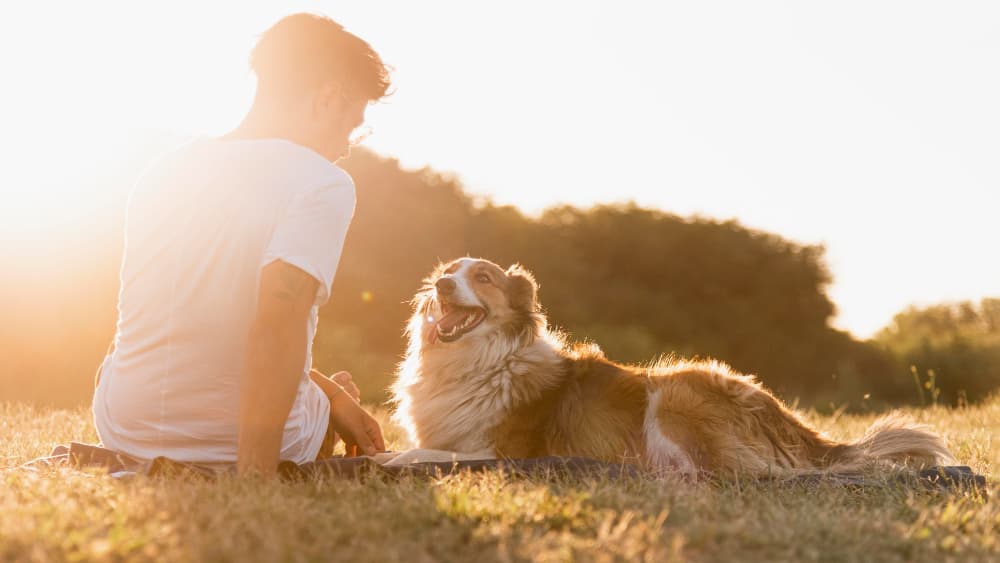 Gün batımında köpeğiyle yürüyen kişi