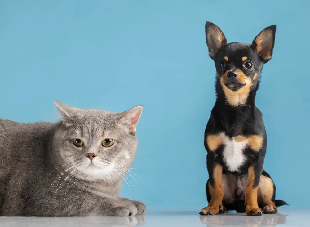 Find trusted care for your pet